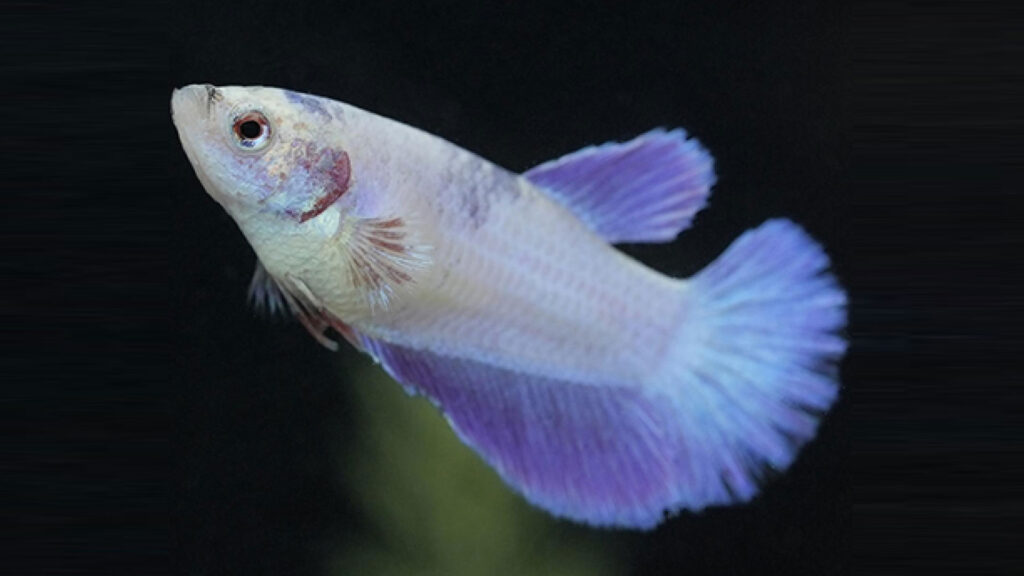 熱帯魚