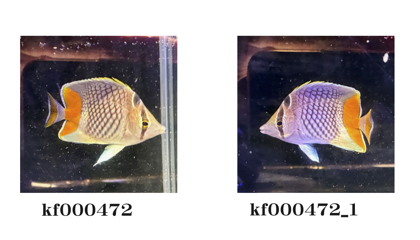 ファイル命名の具体例
